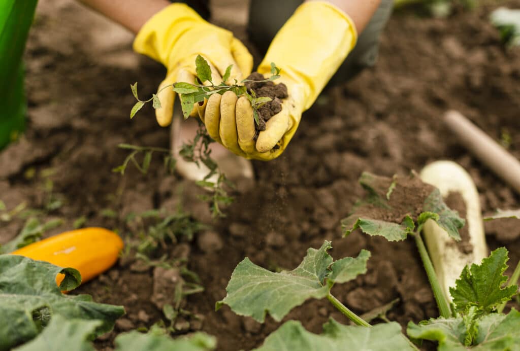 Désherbage du jardin.